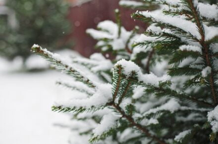 snowing DEND7RN 1